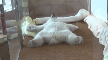 귀요미 북극곰들.gif | 인스티즈
