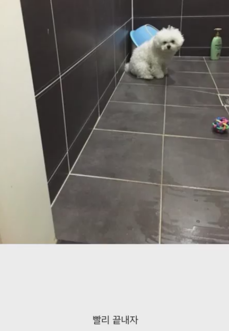 산책 후 자신의 운명을 아는 강아지.jpg | 인스티즈