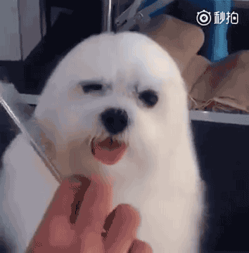 물개와 애봉이 사이 | 인스티즈