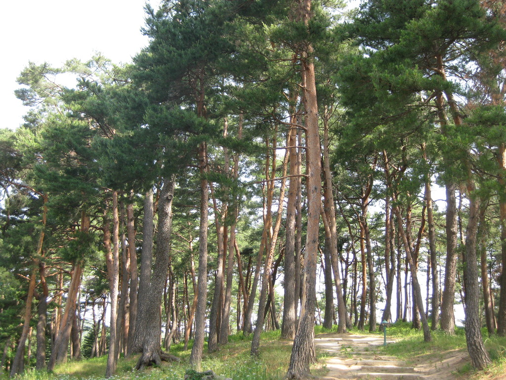 한국소나무집 이미지