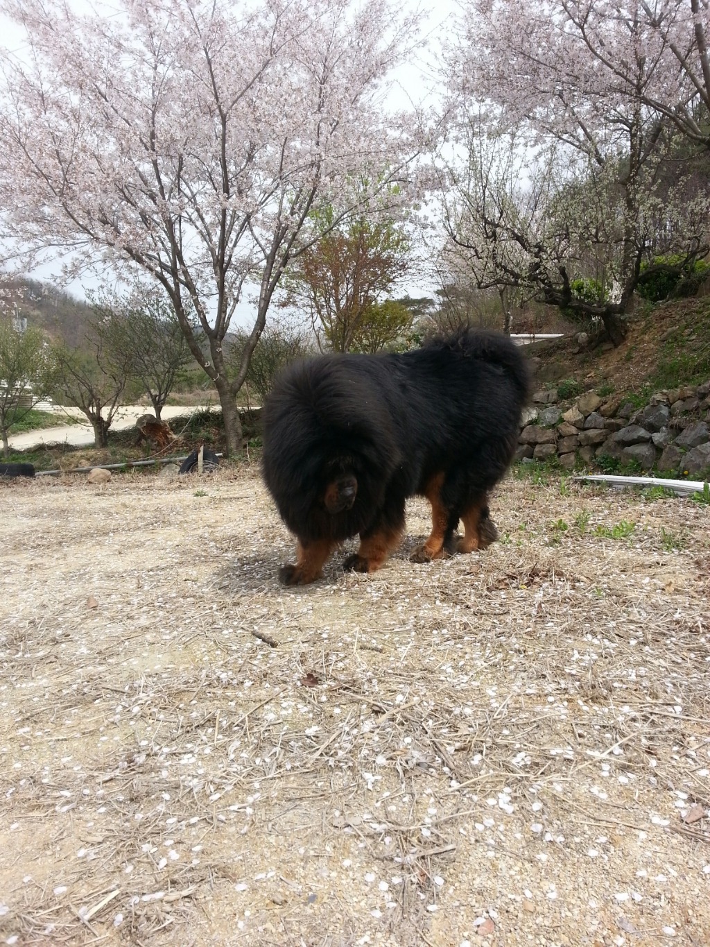 삼손 이미지