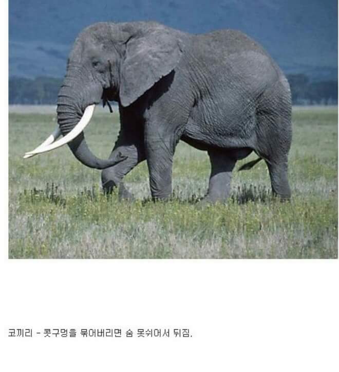 동물이랑 1대1로 싸워서 이기는 방법 개꿀팁. jpg | 인스티즈