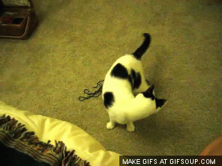 구기종목 간지의 정점.gif | 인스티즈