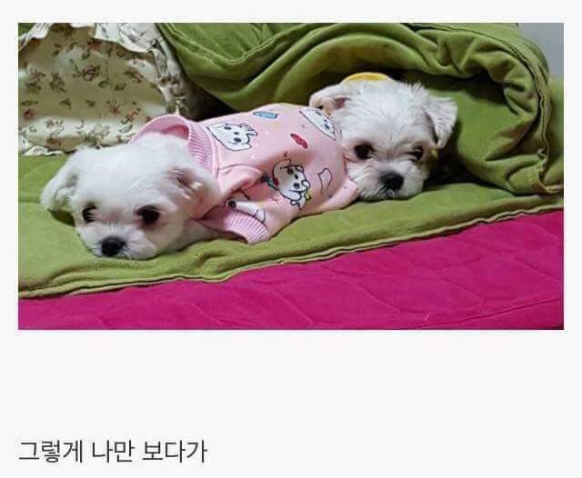 강아지를 키우면 생기는일.jpg | 인스티즈