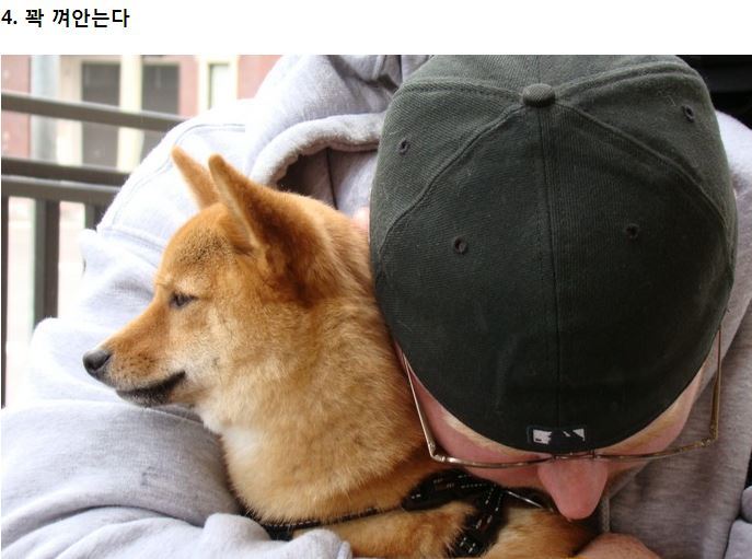 강아지가 싫어하는 8가지 행동.jpg | 인스티즈