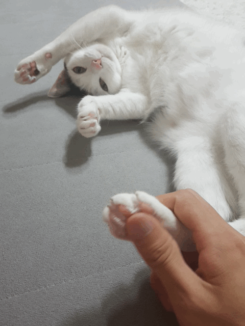 아 집사녀석 또 시작이네 | 인스티즈