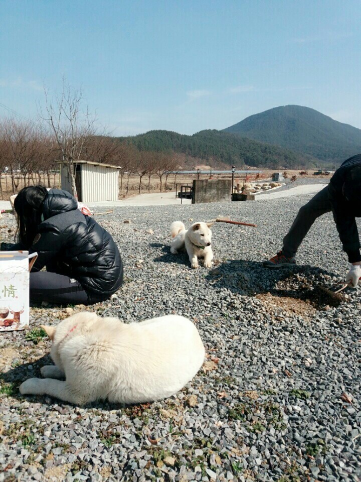 2월19일 일요일. 개소주가 되어버린 나의 가족 매실이를 예쁜매실나무로 만들어 보내주었습니다 | 인스티즈