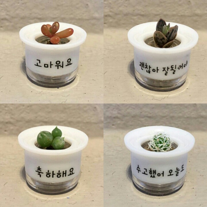 애완선인장 이미지