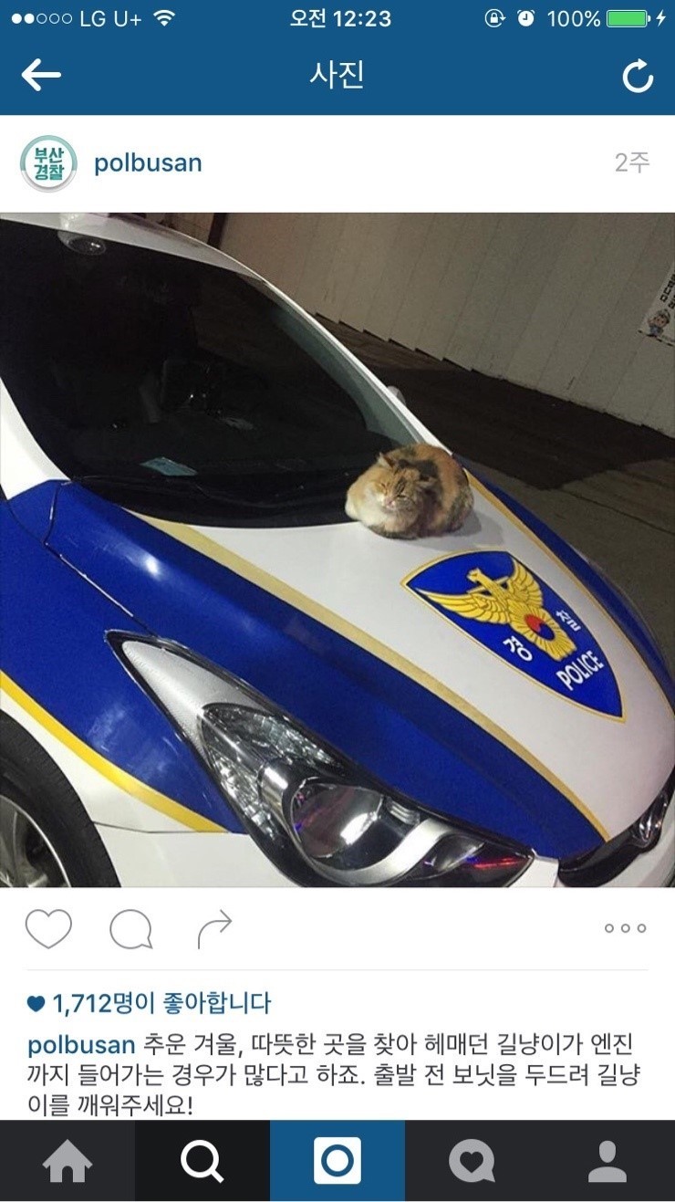 부산 진상고양이.jpg | 인스티즈