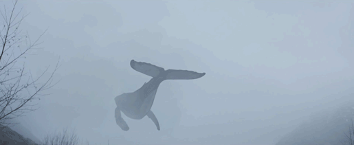 고래가 하늘을 난다면 이런 느낌?.gif | 인스티즈