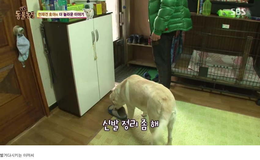 동물농장 완전 똑똑한 멍멍이 | 인스티즈