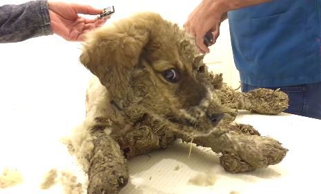 터키에서 구조된 접착제 테러당한 강아지 | 인스티즈