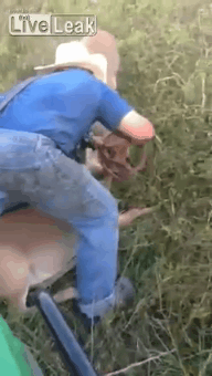 싸우다가 엉키기까지 해서 사람이 도와줌;ㄷㄷㄷ.gif | 인스티즈