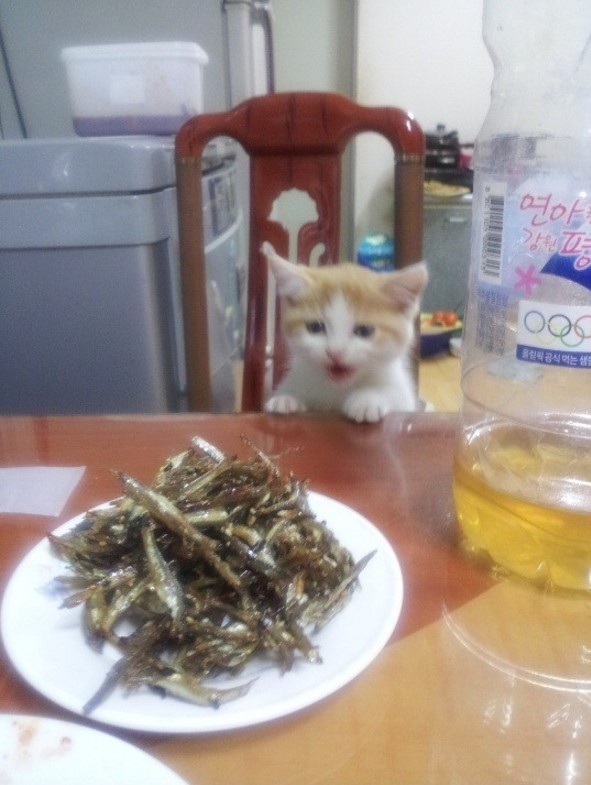 멸치반찬 못 먹게 해서 삐진 아기 고양이 | 인스티즈
