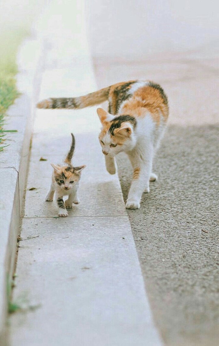 부모 고양이 & 새끼 고양이 | 인스티즈