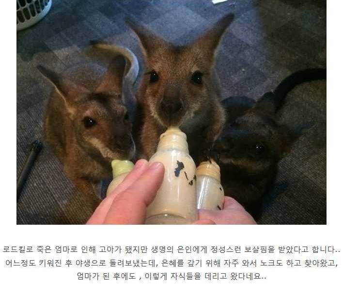 생명의 은인에게 자신의 자식들을 보여주는 엄마 캥거루.jpg | 인스티즈
