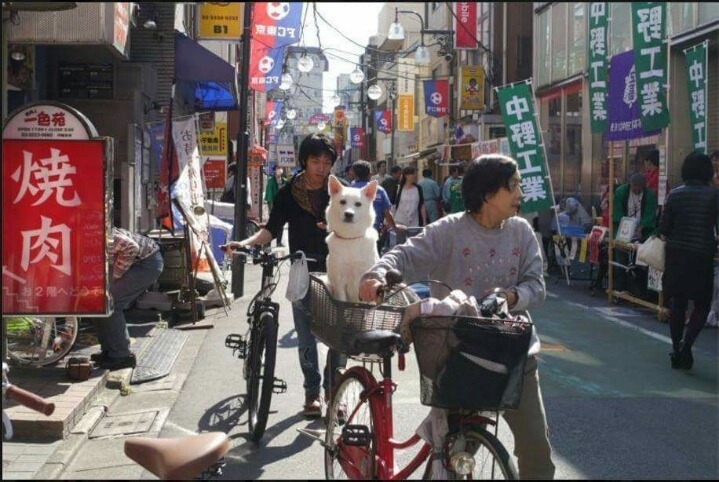 헤어진 남자친구가 개로 환생했다.. | 인스티즈