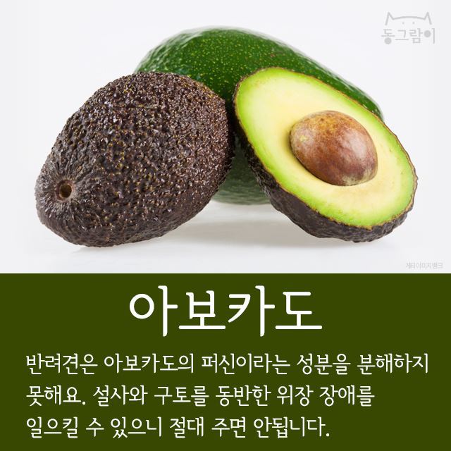 반려견이 먹으면 안 되는 음식 총정리 | 인스티즈