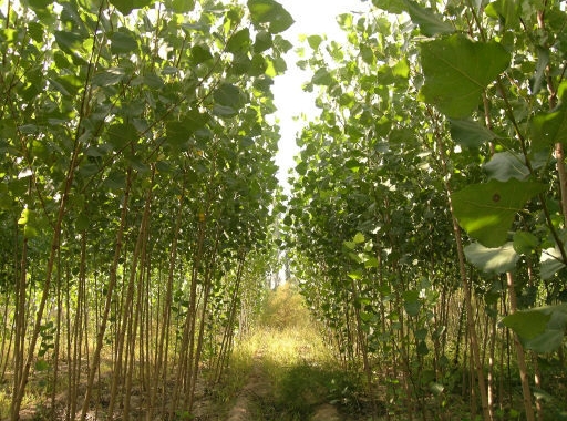포플러(poplar) 이미지