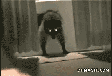 미국에서의 너구리 이미지ㅋㅋㅋ.gif | 인스티즈