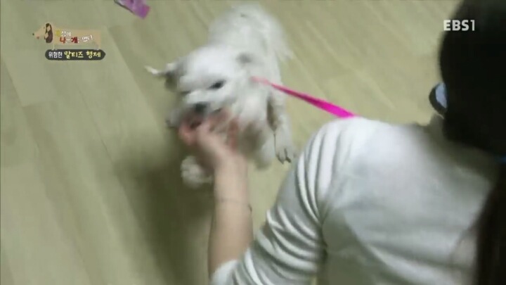 [세나개] 공격적인 반려견이 되는 이유 1부.jpg | 인스티즈