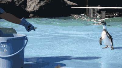 새끼 펭귄들.jpgif | 인스티즈