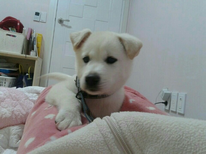 개소주가 되어 주인품으로 돌아온 매실이. 매실이는 이쁘고 영리하지만 겁도많은 소중한 가족이었습니다 | 인스티즈