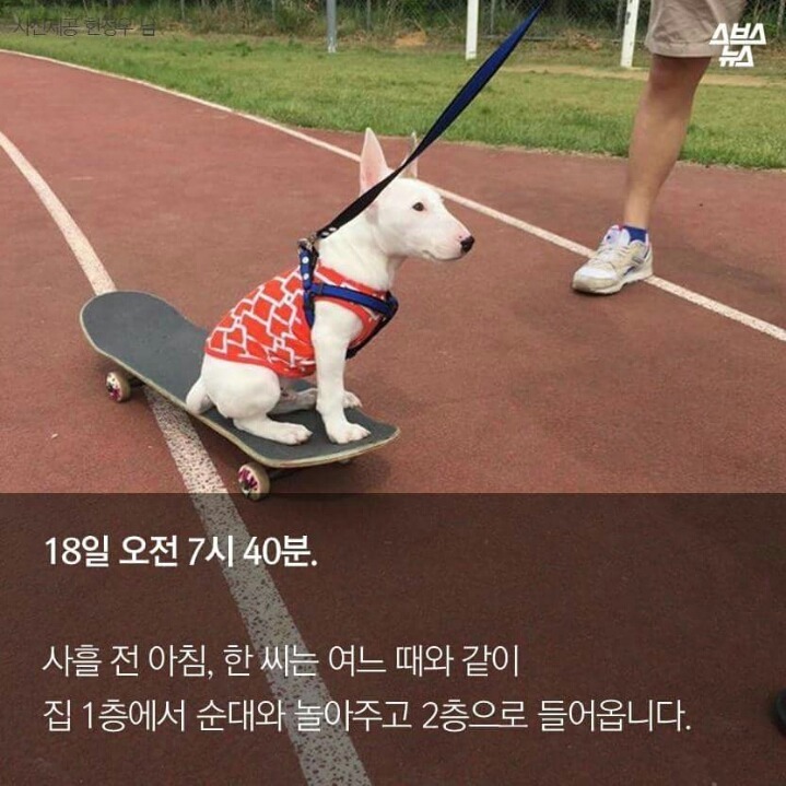 제 강아지가 잡아먹혔습니다 | 인스티즈