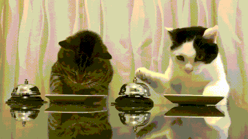 고양이 무한리필 맛집.gif | 인스티즈