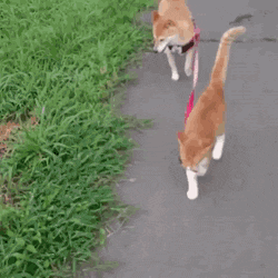 댕댕이 산책시키는 냥이.gif | 인스티즈