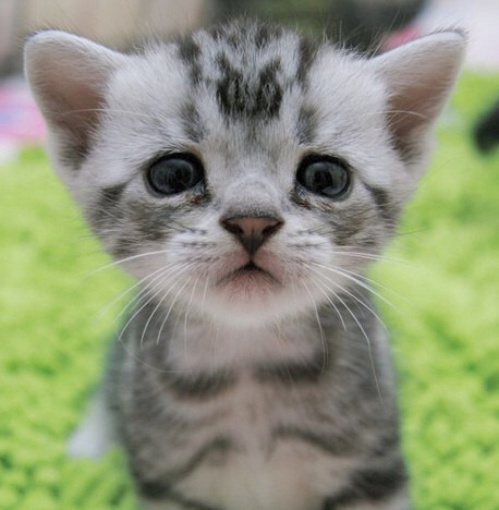 금방이라도 울 것 같은 울상 고양이 루후😿 | 인스티즈