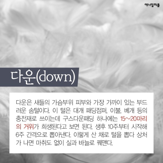일상에 스며든 동물학대 생산품들 | 인스티즈