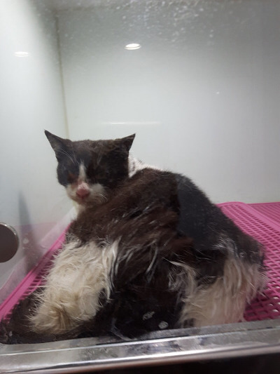 구조햇던 길냥이 모모랑 다른 아가들 입양처 구한대!! | 인스티즈