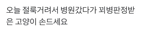 꾀병 부린 고양이 손드세요.twt | 인스티즈