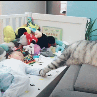 갓난아기 쳐다보다 엄마 몰래 손만 '슬쩍' 쓰다듬은 고양이...GIF | 인스티즈