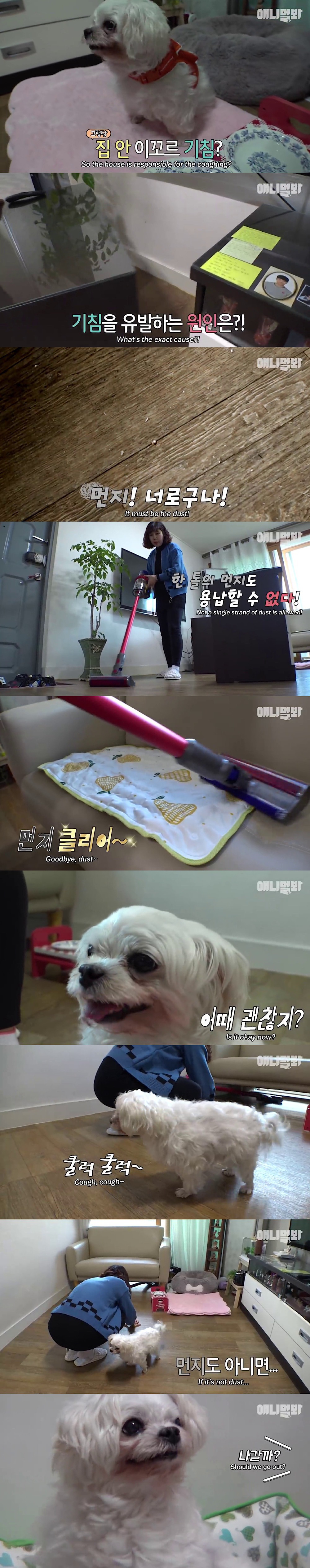 기침이 멎지 않는 개 다롱이 | 인스티즈