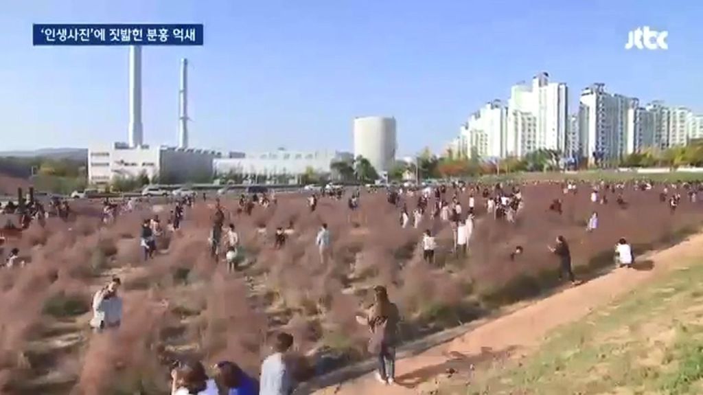 인생사진에 짓밟힌 분홍 억새.jpg | 인스티즈
