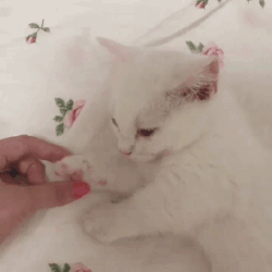 집사 손 잡고 자는 냥이 | 인스티즈