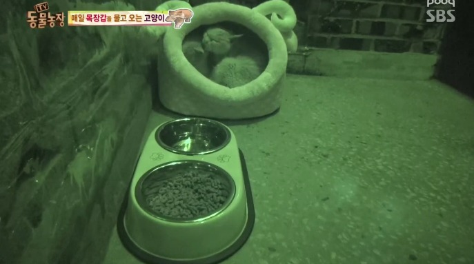 고양이... 지능 수준... | 인스티즈