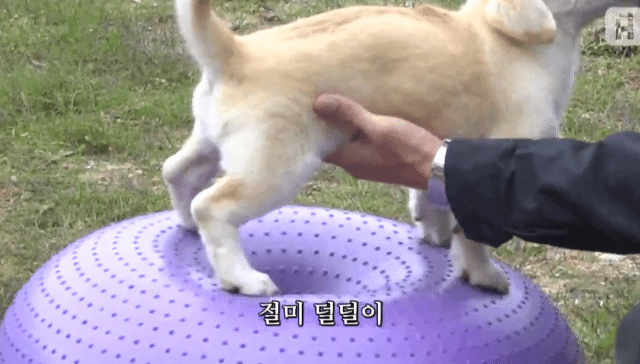 짱절미 덜덜이.gif | 인스티즈