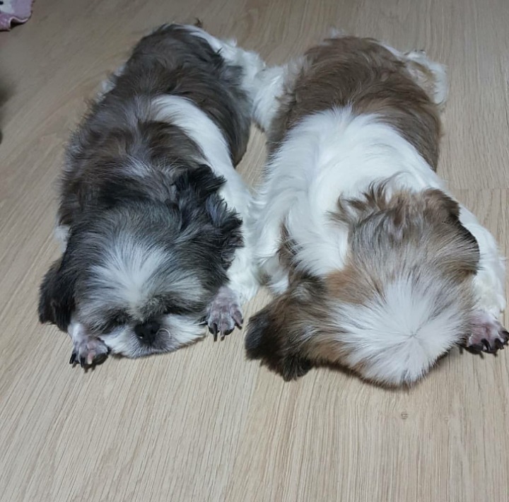 호두가족 이미지