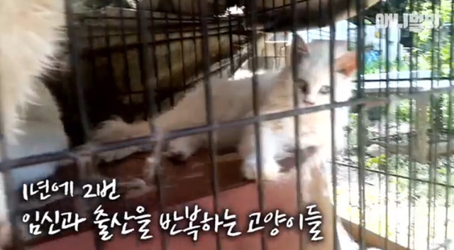 고양이 공장도 없애야됨 | 인스티즈