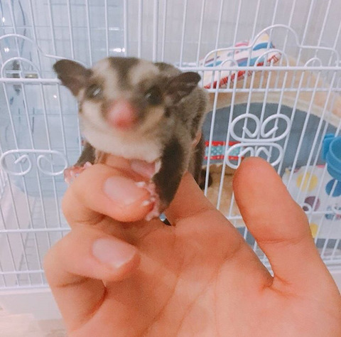 방탄소년단 진이 키우는 슈가글라이더 오뎅이와 어묵이 | 인스티즈