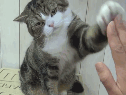 고양이 움짤 | 인스티즈