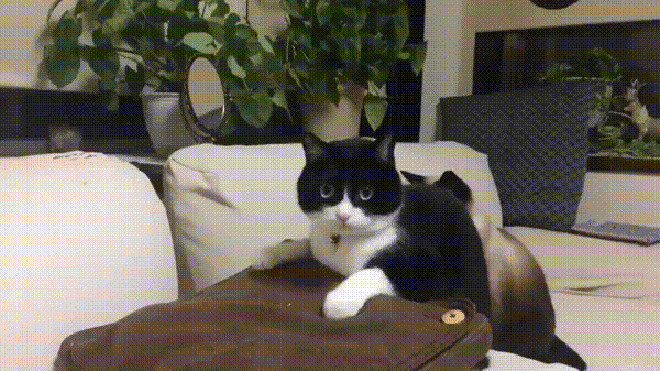 고양이 컬쳐쇼크.gif | 인스티즈