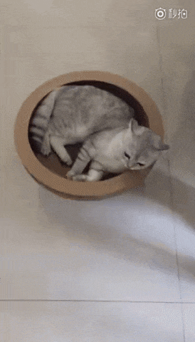 찌그러지는 냥이.gif | 인스티즈