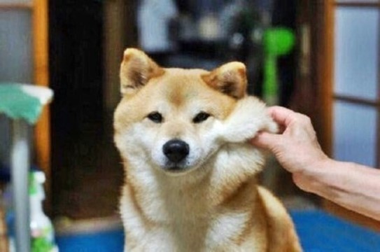 한국가정에서 많이키우는 강아지들.....jpg | 인스티즈
