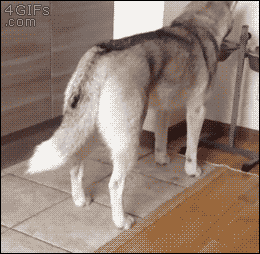 밥먹는 댕댕이 습격하는 냥아치.gif | 인스티즈