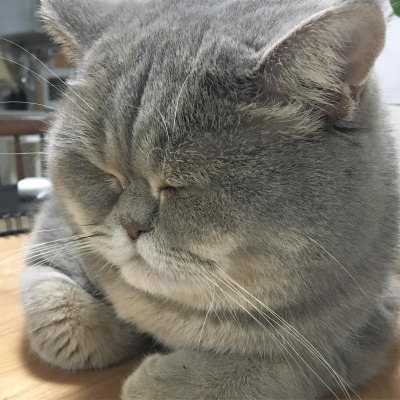 둘 중 더 본인취향인 고양이는??????.jpg | 인스티즈