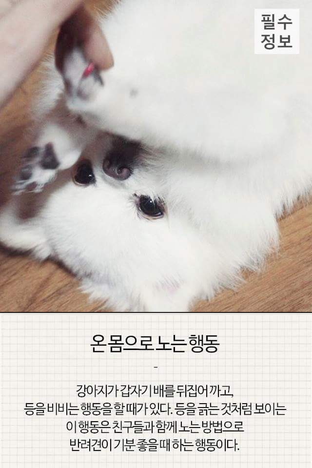 반려견이 기분 좋을때 하는 행동 | 인스티즈